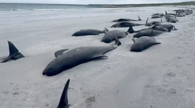 whale-strandings-india-southwest-coast